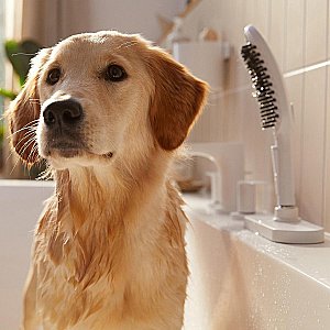 Душевая лейка для собак Hansgrohe DogShower 26640700 белый матовый купить в интернет-магазине сантехники Sanbest
